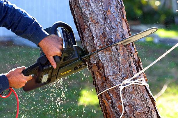 Best Tree Maintenance Programs  in Utica, SC